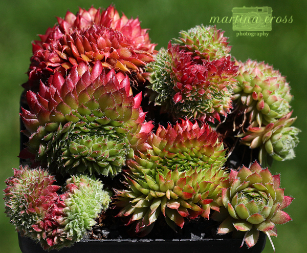 Bedivere Crested