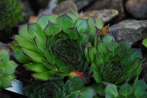 marmoreum ssp. matricum from Šarkanica