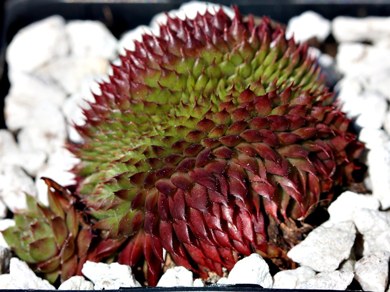 Bedivere Crested