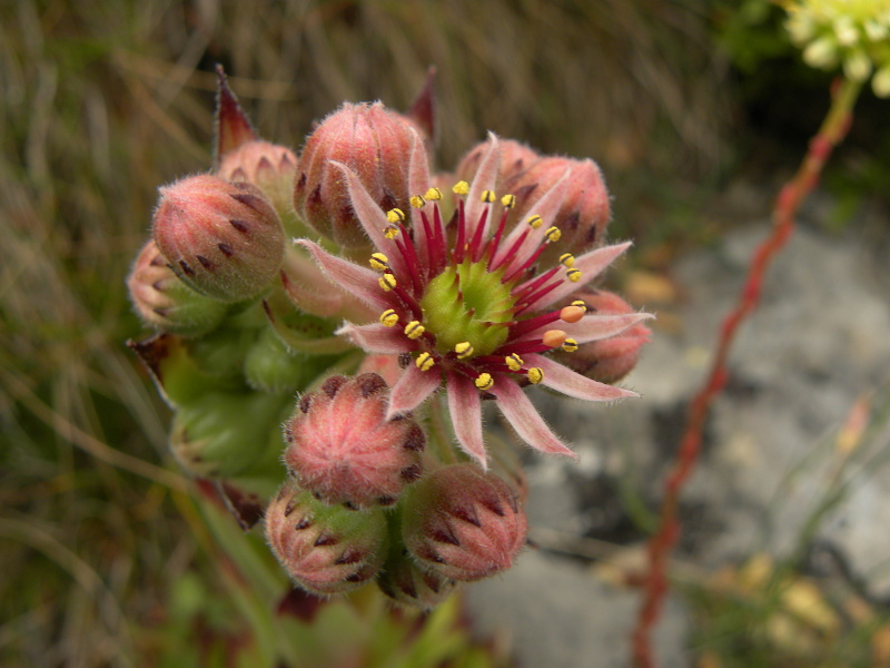 tectorum var. tectorum from Pedraforca, Abhang