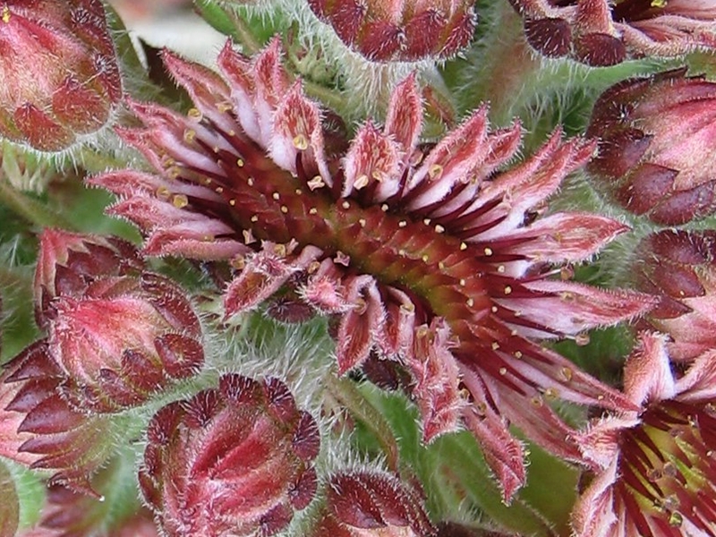Bedivere Crested
