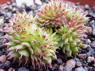 Bedivere Crested