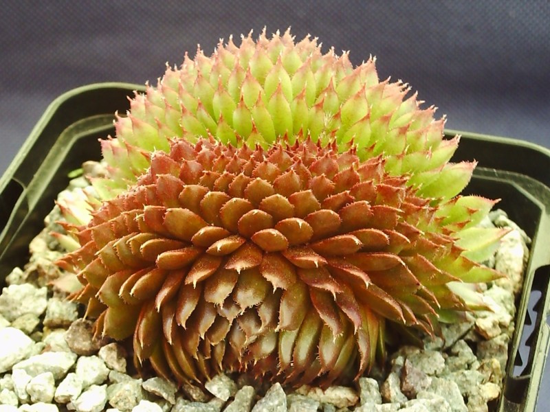 Bedivere Crested