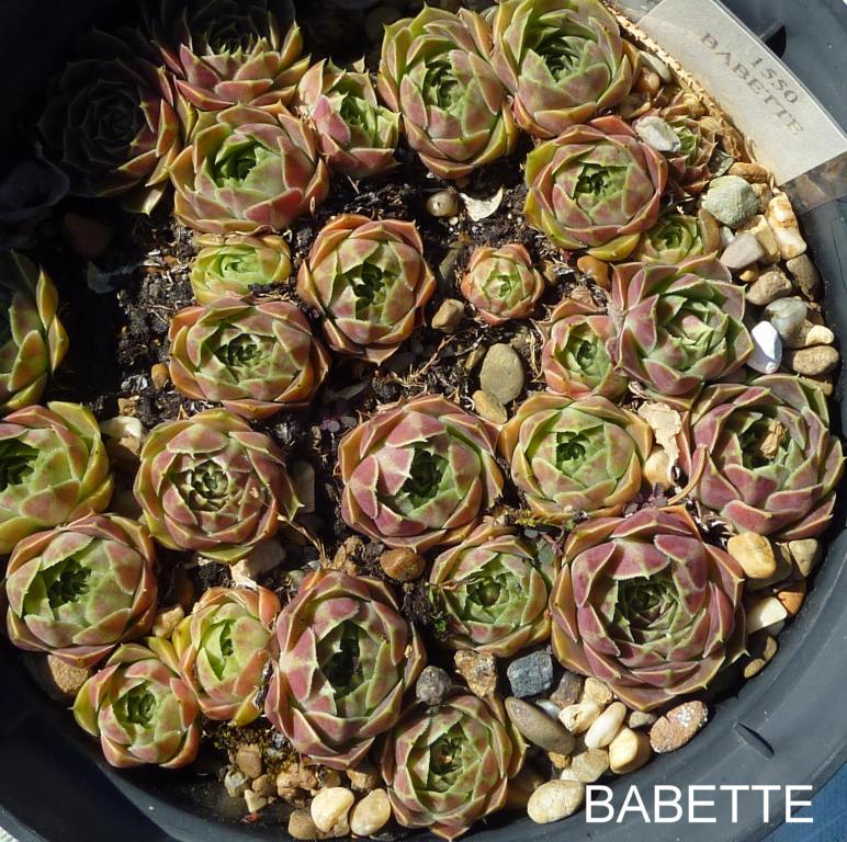 Babette / Jovi