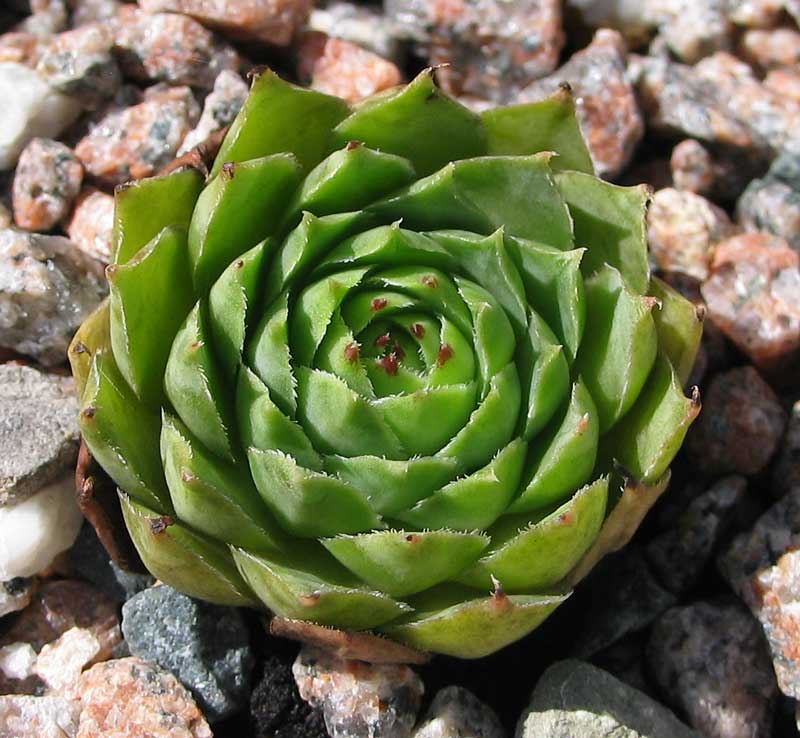 tectorum var. tectorum (glaucum) from Tirol
