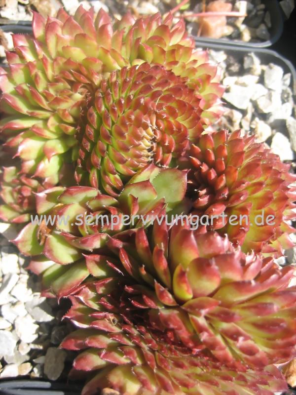 Bedivere Crested