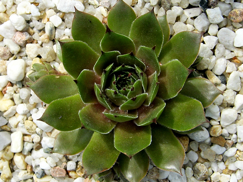 Benala