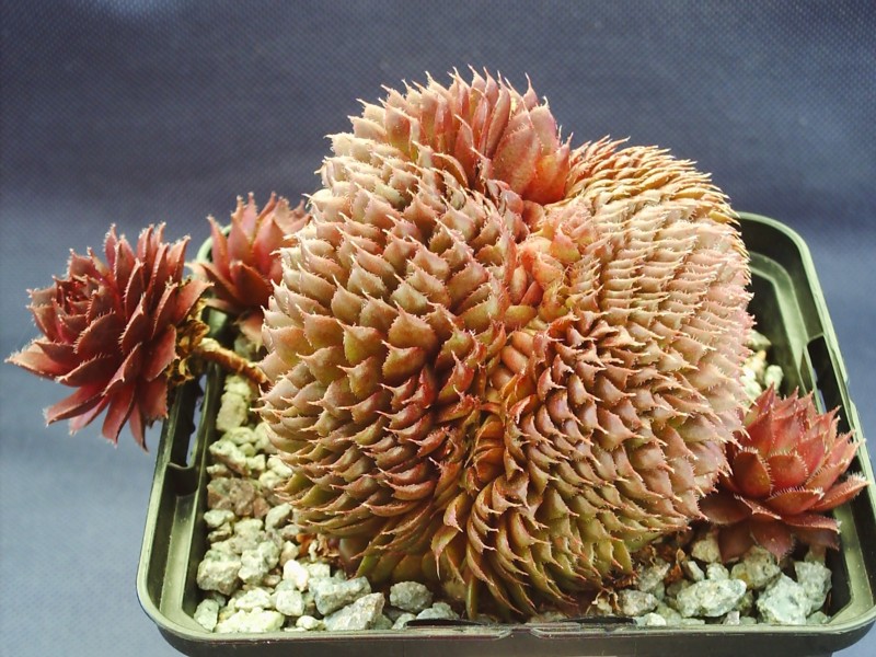 Bedivere Crested