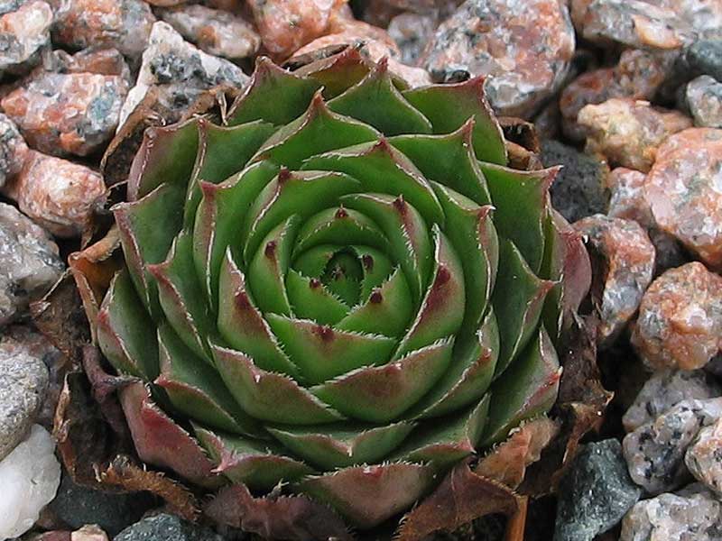 tectorum var. tectorum (glaucum) from Tirol