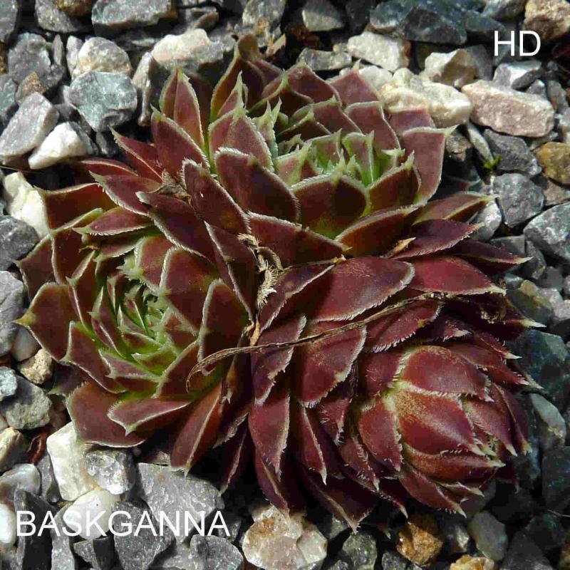 Baskganna / Jovi