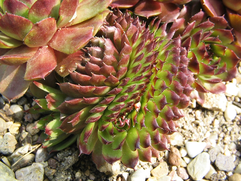Bedivere Crested