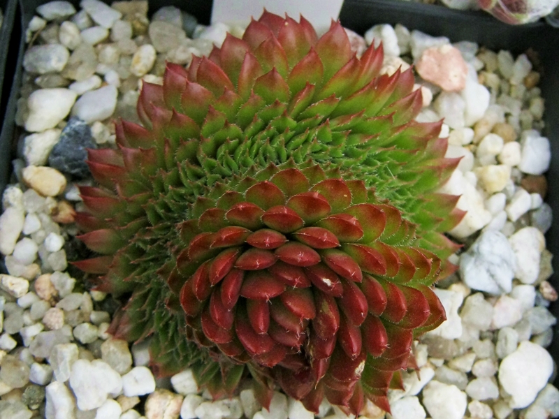 Bedivere Crested