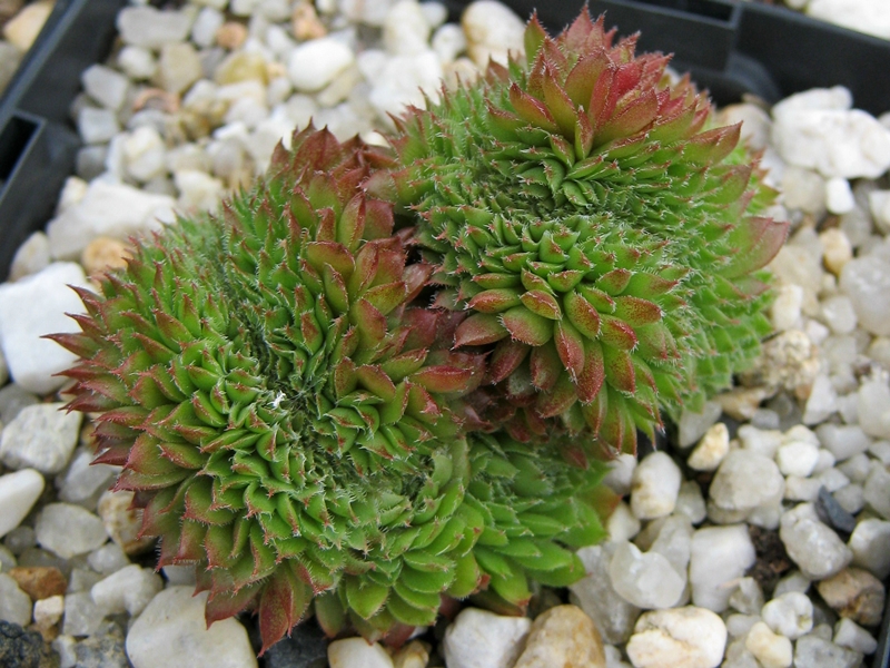 Bedivere Crested