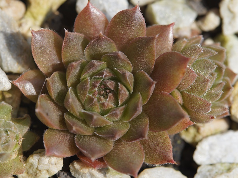 Baby Blush