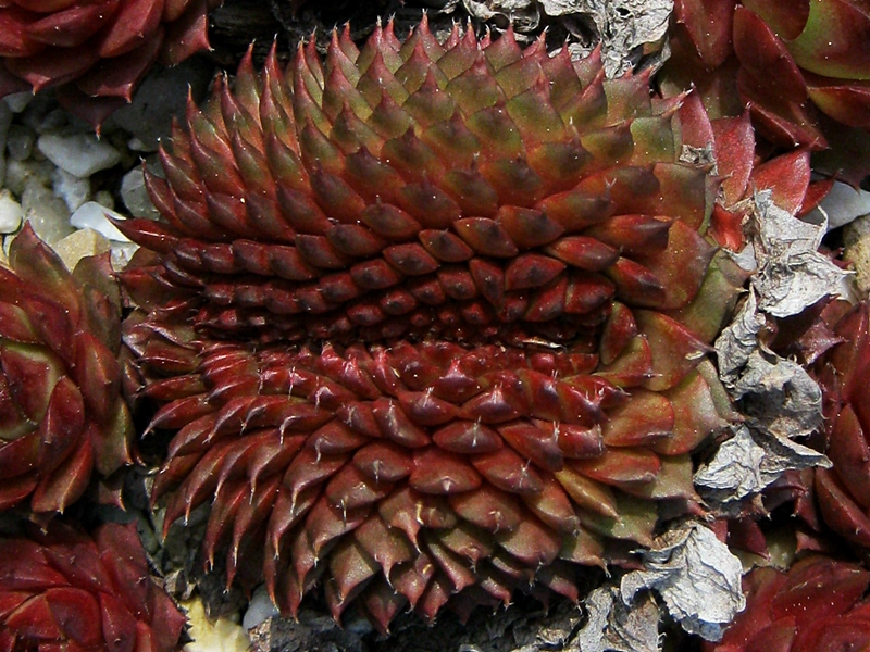 Bedivere Crested