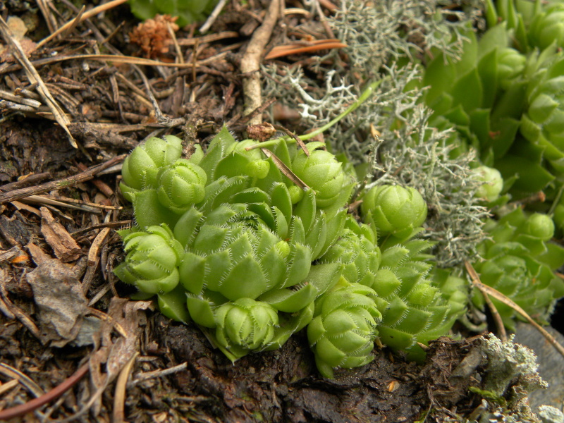 globiferum ssp. globiferum from Bezdružice, O