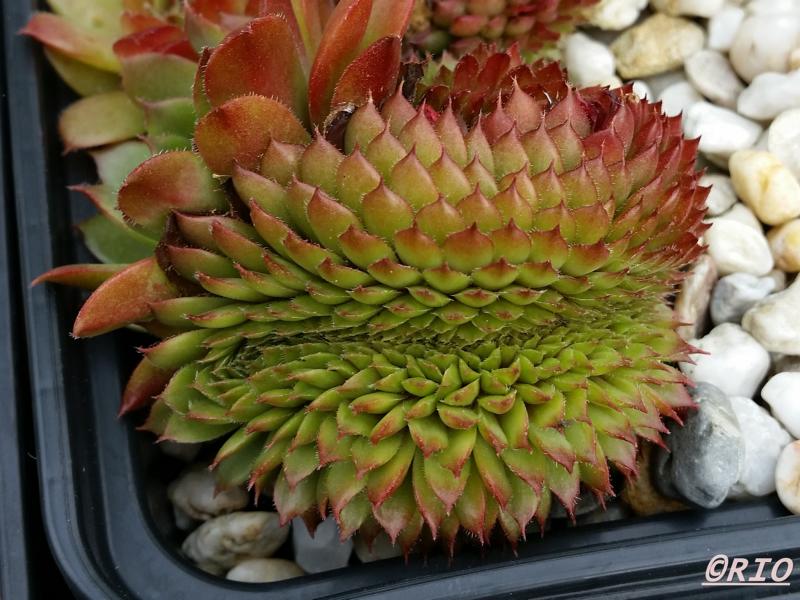 Bedivere Crested