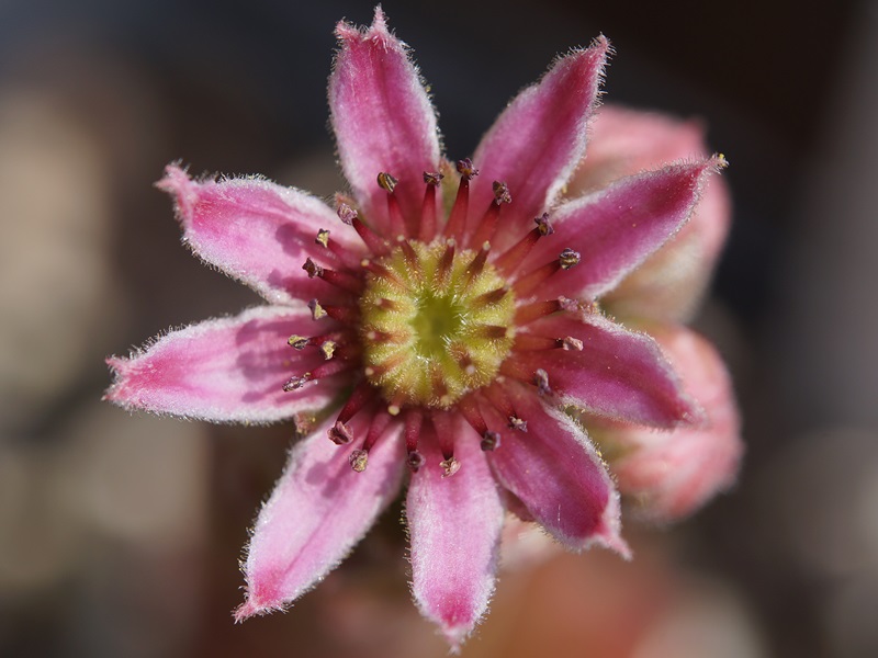 Baby Blush