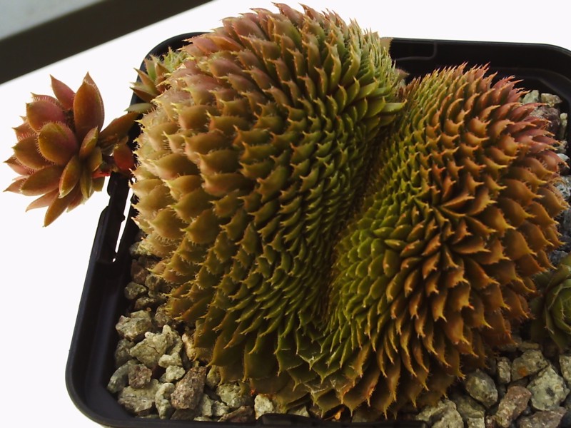 Bedivere Crested