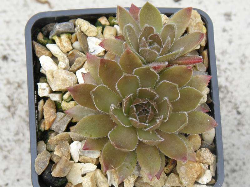 Caramel