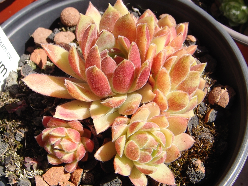 Bellinagrum