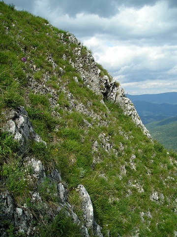 marmoreum ssp. matricum from Šarkanica