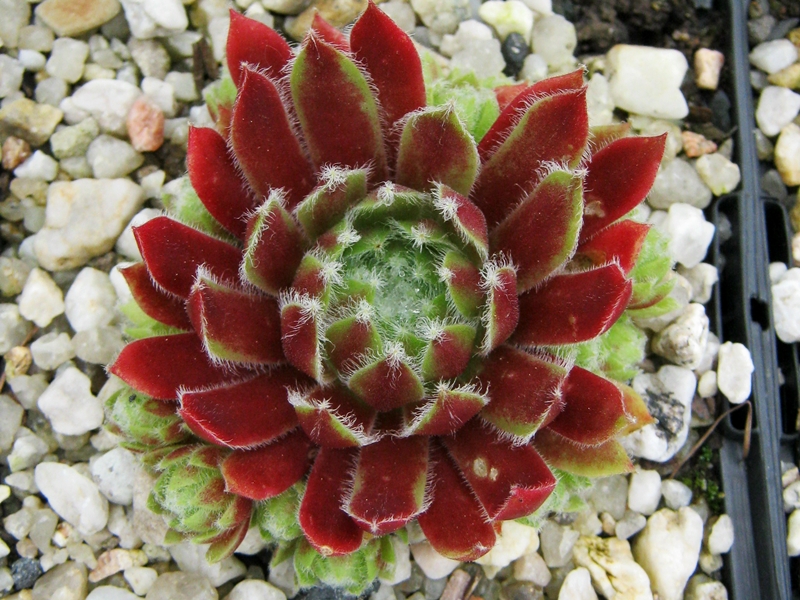 Calypso