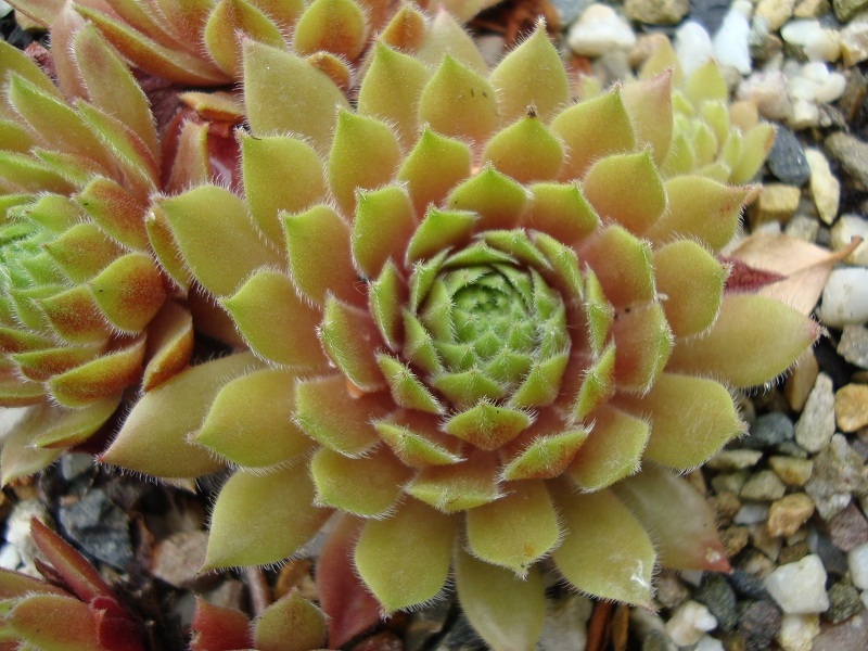 Abba
