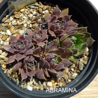 Abramina / Jovi