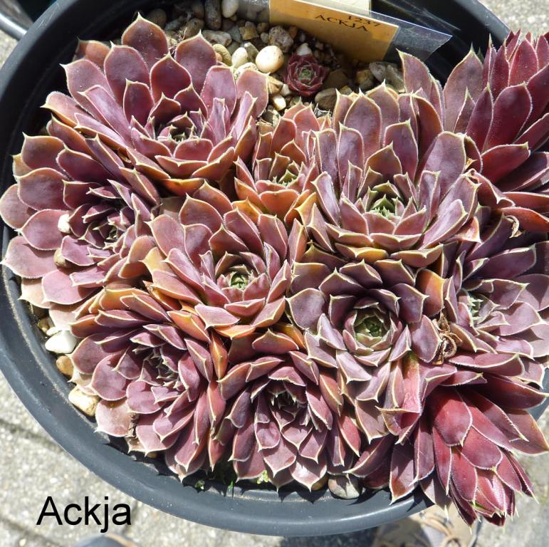 Ackja / Jovi