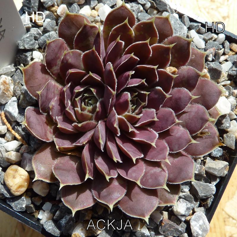 Ackja / Jovi