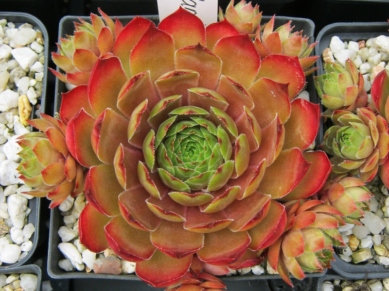 Adamina