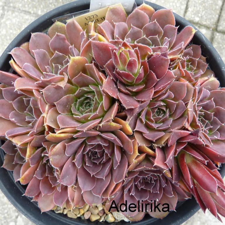 Adelirika / Jovi
