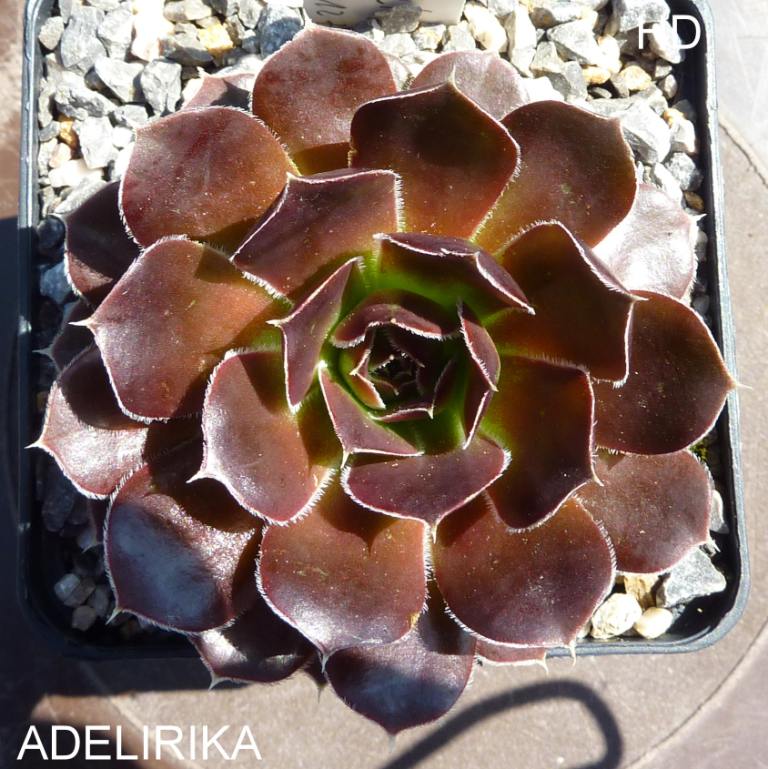 Adelirika / Jovi
