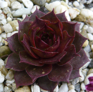 Adeltruid