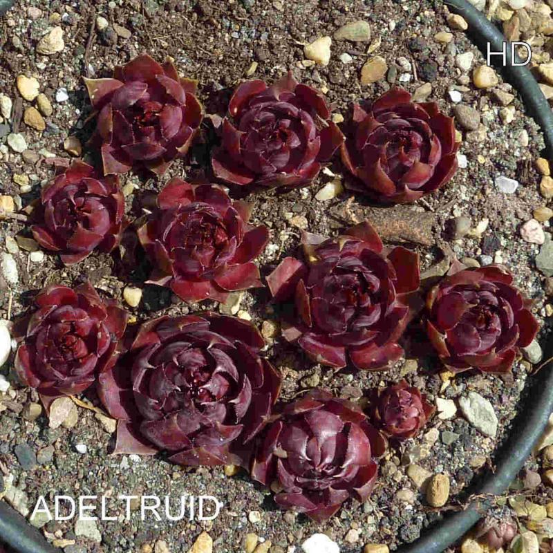 Adeltruid