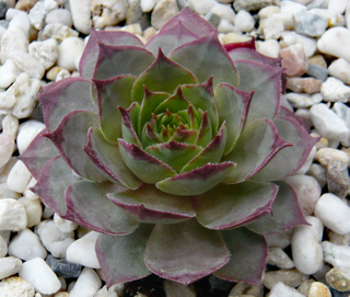 Adeltruid