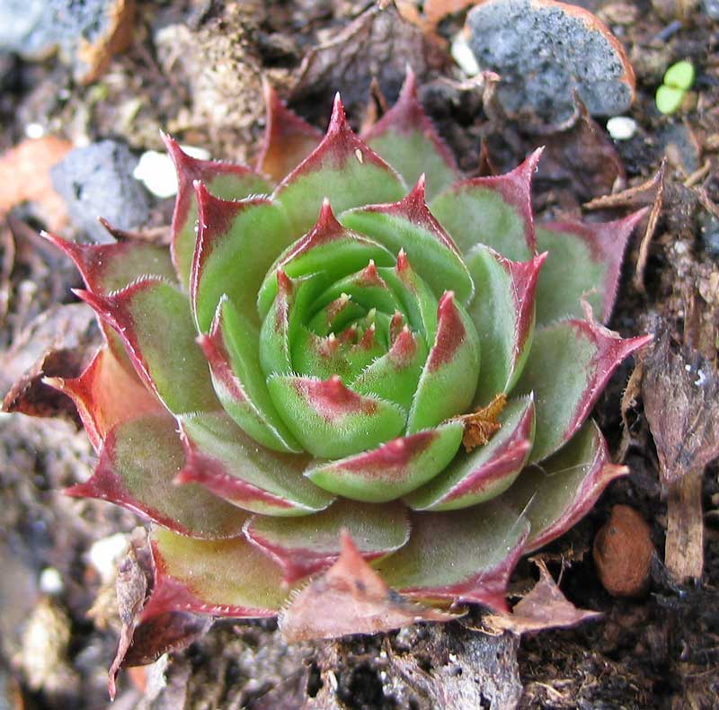 Adeltruid