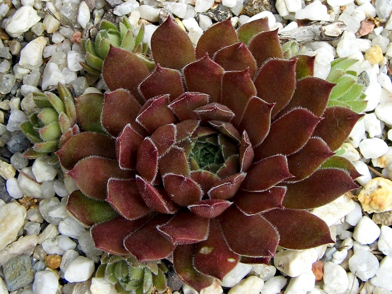 Aglow