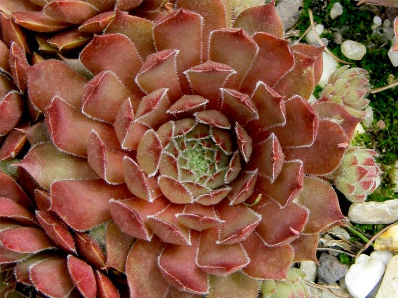 Aglow