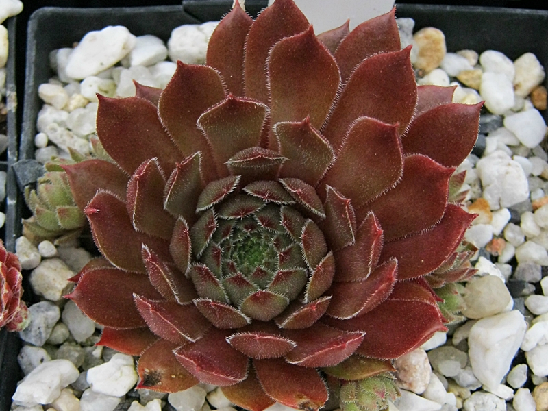 Aglow