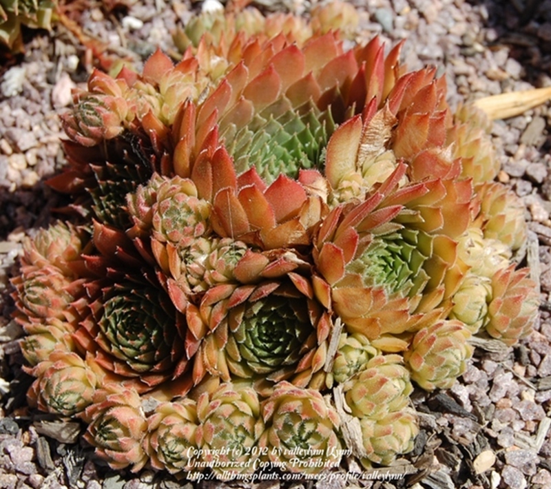 Aglow