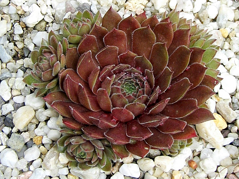 Aglow