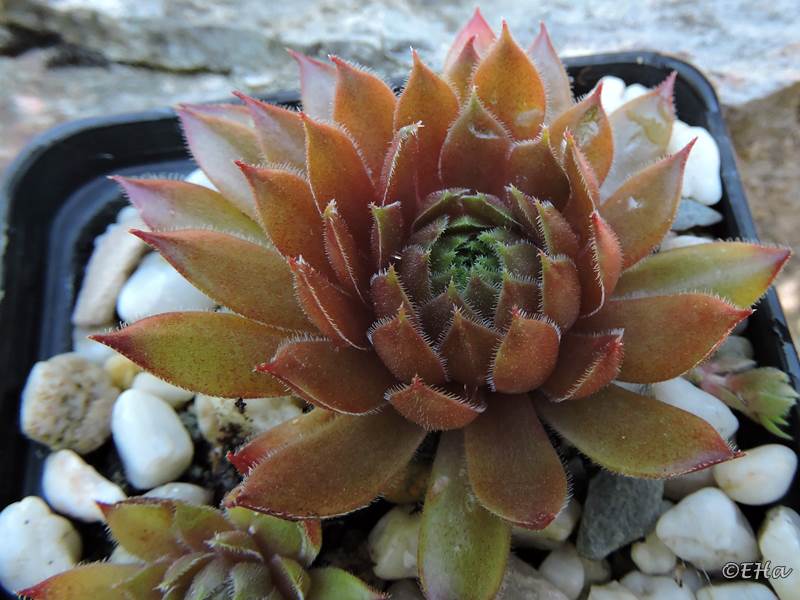 Aglow