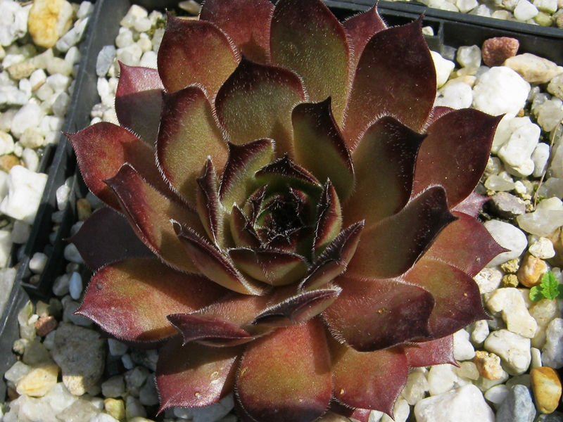 Ajax