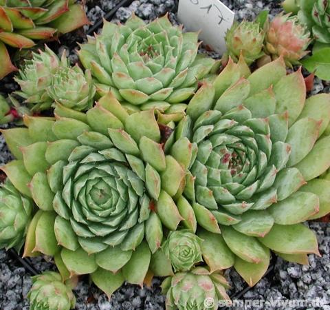tectorum var. tectorum (alpinum) from Chambara