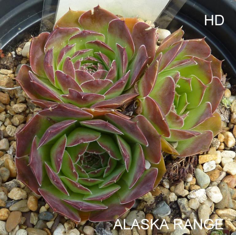 Alaska Range / Jovi