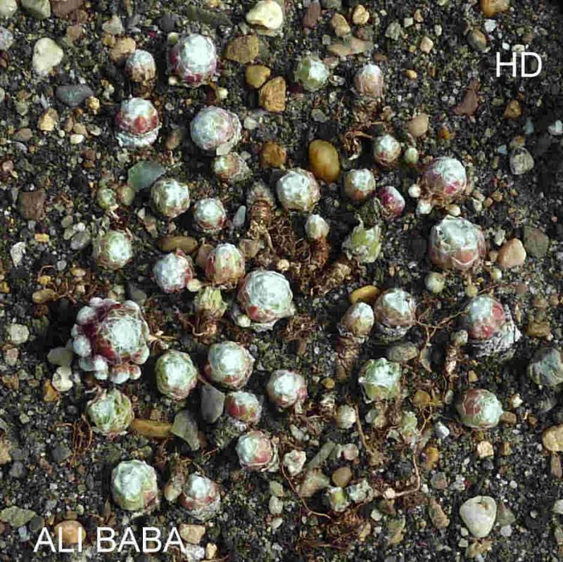 Ali Baba