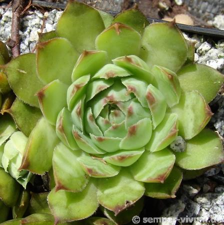 tectorum var. tectorum (alpinum) from Chambara