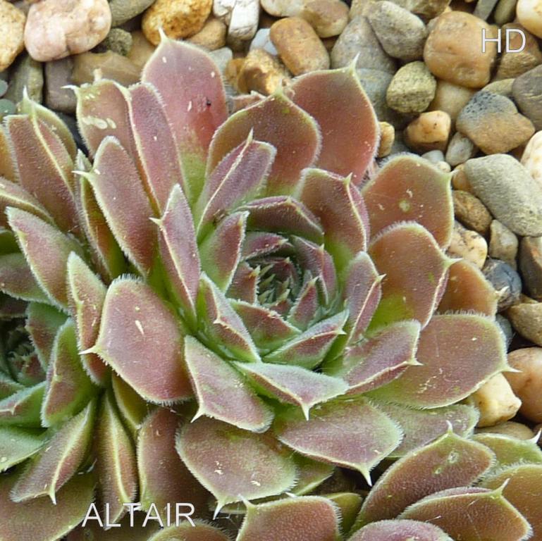 Altair / Jovi ( II )